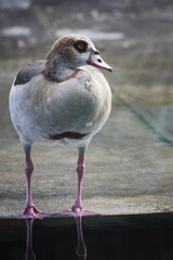 Egyptian Goose by Reflective Water
