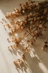 Dry flowers pattern isolated on white background flat lay top view
