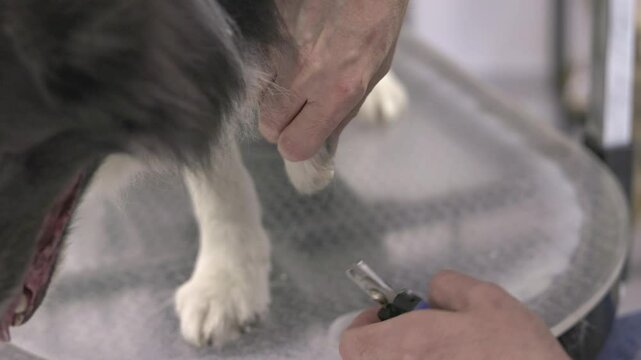 Veterinarian trimming a border collie's nails