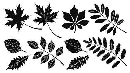Autumn Leaf Silhouette Collection – Black and White Vector Illustrations of Maple, Oak, and Botanical Foliage for Seasonal and Nature Designs

