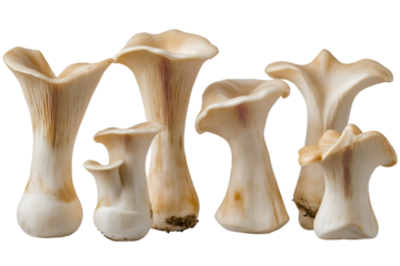 King oyster mushrooms isolated on white background.