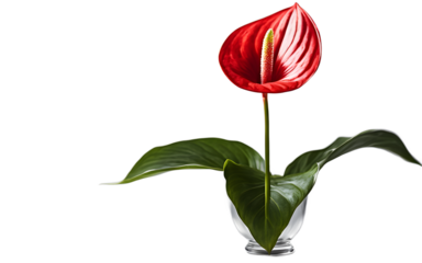 A bright and vibrant red anthurium flower, isolated on a empty plain background
