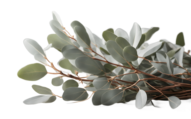 A bundle of eucalyptus branches with soft, gray-green leaves, isolated on a empty plain background