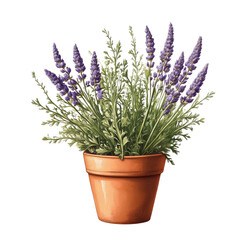 Obraz premium Lavender Plant Growing in Terracotta Pot with Purple Flowers and Green Leaves