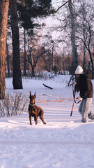 The puppy pulls on the leash. raising a dog outdoors