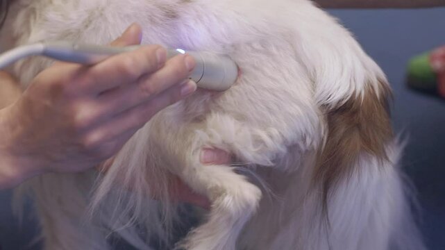 Veterinarian applying laser therapy to a dog's back