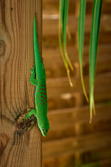 A charming green day gecko native to Mauritius, Africa, showcasing its vibrant color and lively presence in its natural habitat