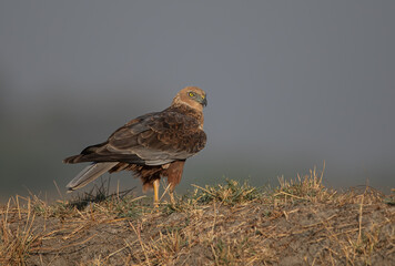 Marsh Harrier at ground level 