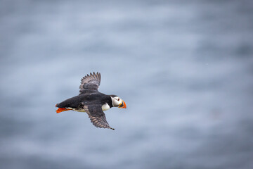 puffin in flight in Scotland shetland islands over north sea