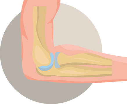 normal healthy Elbow bone vector