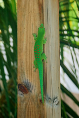 A charming green day gecko native to Mauritius, Africa, showcasing its vibrant color and lively presence in its natural habitat