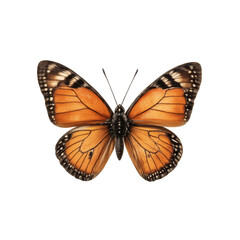 Orange Butterfly Displays Stunning Details with Black Borders and Veins