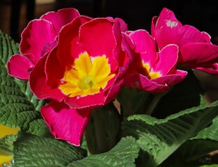 offene Blüte