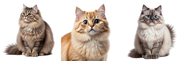 Three Long-Haired Cats Relaxing Together