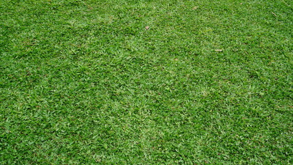 Obraz premium green grass of park in full frame
