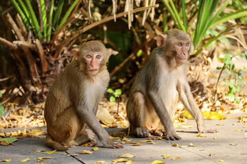 Rhesus macaques in tropical forest park