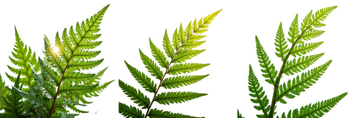 Backlit Fern Fronds Showcasing Green Variations and Maturity