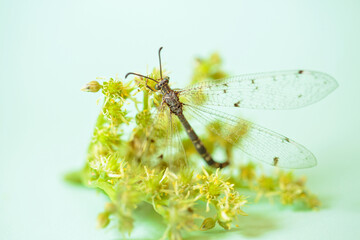 Dragonfly perches on vibrant yellow-green flower, set against soft light green background. This macro shot captures the intricate details of the dragonfly and the natural beauty of its surroundings