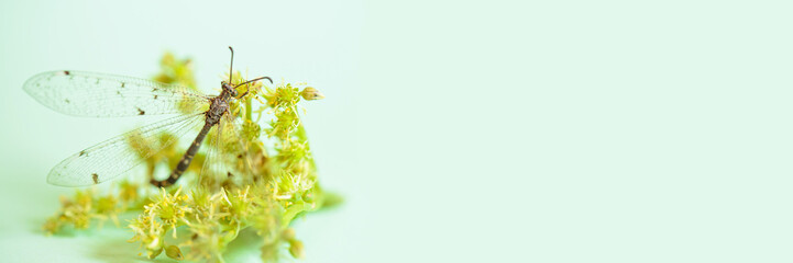 This detailed macro shot captures a dragonfly perched on a yellow-green flower, surrounded by a light green background. The image reflects natures intricate beauty and symbiotic relationships.