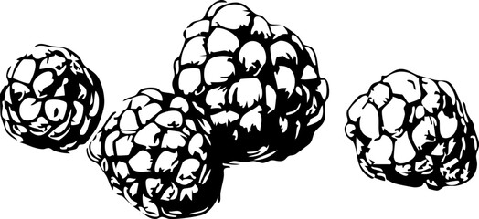 Obraz premium Stylized vector illustration of black raspberries, perfect for food-related designs, packaging, and culinary projects.