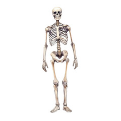 Human Skeleton Displaying Complete Anatomy