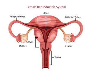 Uterus Fallopian Tubes and Ovaries Illustration
