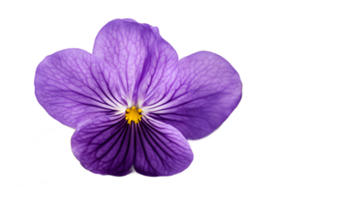 A flowering violet with soft purple petals, isolated on a empty plain background