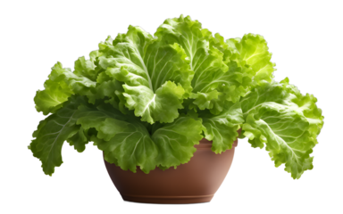 A fresh green lettuce plant in a garden pot, isolated on a empty plain background