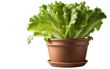 A fresh green lettuce plant in a garden pot, isolated on a empty plain background