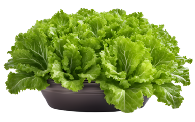 A fresh green lettuce plant in a garden pot, isolated on a empty plain background