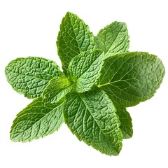 mint leaf close up macro, fresh green herb, mint leaf isolated