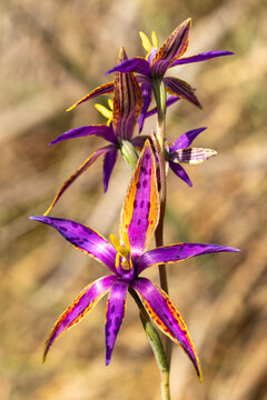 Rare Southern Queen of Sheba orchid - Western Australia