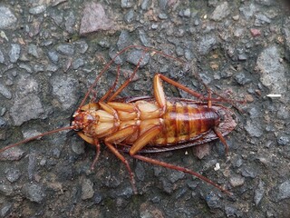 close up of a cockroach on a tree trunk