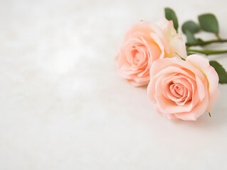 Soft pink roses on light background, symbolizing love and elegance. Perfect for romantic occasions or floral designs