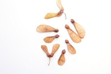 natural maple seed arrangement, A collection of samaras, on a white background. Ideal for nature-inspired decor, craft stores, environmental awareness, and artistic content. step in creative project,