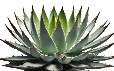 Fototapeta premium A large green spiky agave plant in a ceramic pot, isolated on a empty plain background