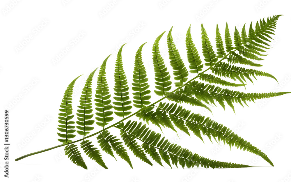 Poster a lush green fern with delicate fronds, isolated on a empty plain background