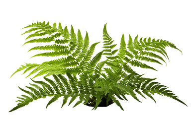 A lush green fern with delicate fronds, isolated on a empty plain background