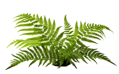A lush green fern with delicate fronds, isolated on a empty plain background