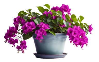 A potted bougainvillea plant with bright purple flowers, isolated on a empty plain background