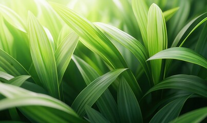 Obraz premium Close-up of fresh green palm leaves illuminated by soft natural light creating a vibrant and tropical natural composition .