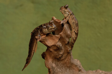 Two barred mudskipper fish resting on a rotten log stranded on the seashore. This fish, which is mostly done in the mud, has the scientific name Periophthalmus argentilineatus.