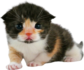 Cute Scottish Fold kitten calico color. PNG