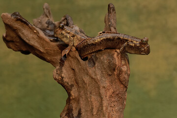Two barred mudskipper fish resting on a rotten log stranded on the seashore. This fish, which is mostly done in the mud, has the scientific name Periophthalmus argentilineatus.