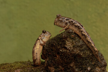 Two barred mudskipper fish resting on a rock overgrown with seaweed in a coastal estuary. This fish, which is mostly done in the mud, has the scientific name Periophthalmus argentilineatus.
