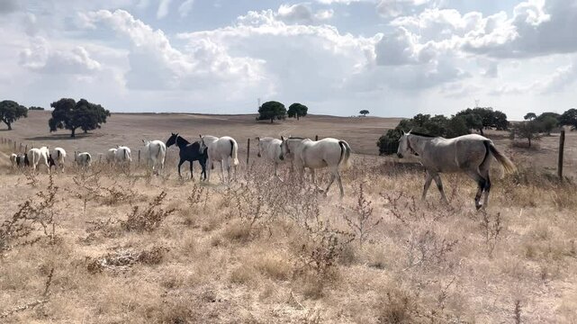 Horses moving freely away from the camera in the dry, golden plains of Alentejo, Portugal, suiting perfectly nature documentaries and travel contente by showing Portugal's rural charm