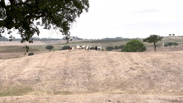 Horses roaming freely in a distance across the dry, golden plains of Alentejo, Portugal, suiting perfectly nature documentaries and travel contente by showing Portugal's rural charm