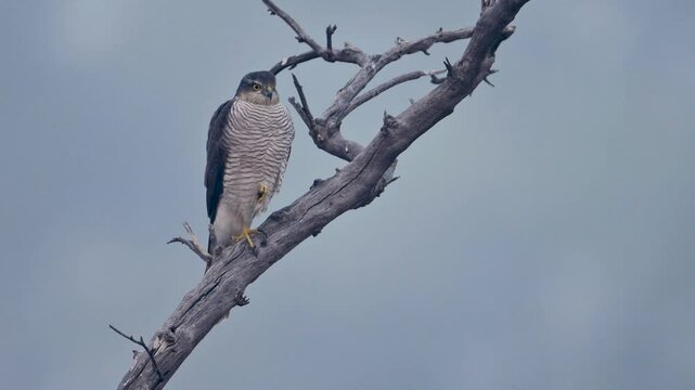 A Sparrow hawk sits perched on a dead, gnarled tree branch against a misty, overcast backdrop.