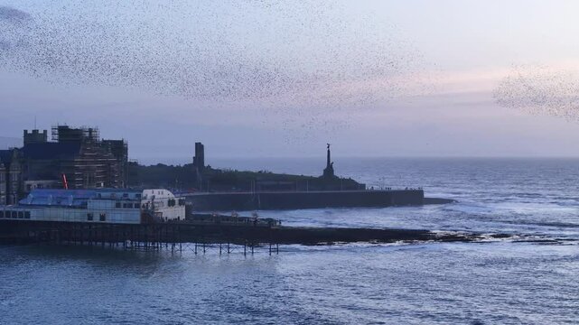 Stunning drone footage of thousands of starlings murmurating over Aberystwyth Pier, creating mesmerizing aerial patterns against the coastal sunset in a breathtaking natural spectacle.