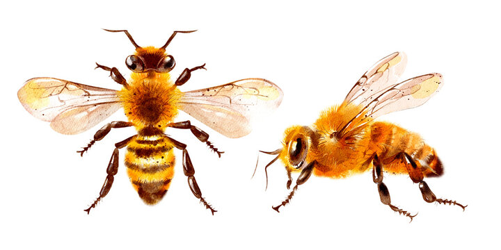 Watercolor hand drawn bee illustration set. Painted sketch isolated on transparent background. Honey packaging design